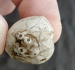 Hemicosmites