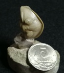 Asaphus
