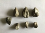 Pholadomia hemicardia? Групповая фотография Pholadomia hemicardia? Групповая фотография