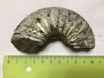 Virgatites gerassimovi Virgatites gerassimovi