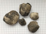 Astarte cf. veneris?
