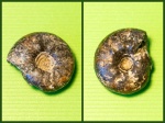 Craspedites parakaschpuricus (Gerasimov, 1969)