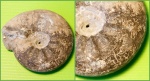 Craspedites subditus (Trautschold, 1877)