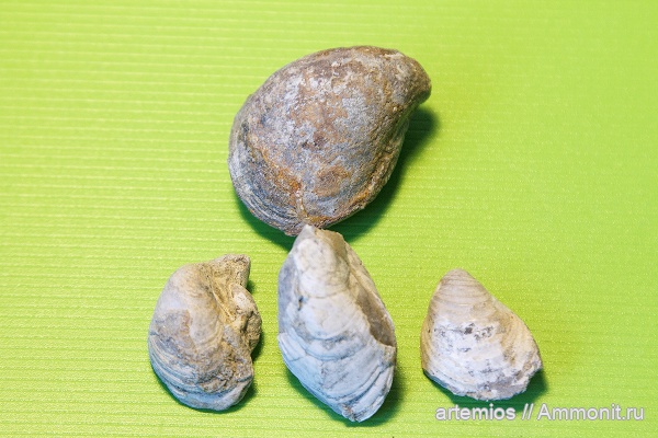 Buchia, ?, Кашпир