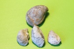 Buchia с Кашпира