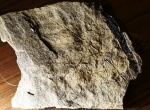Папоротник, видимо, Cladophlebis