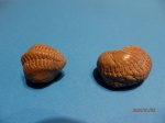 Pliomera fischeri