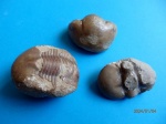 Illaenus okoosus