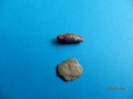 Мшанки из Ордовика