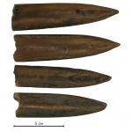 Белемниты Pachyteuthis
