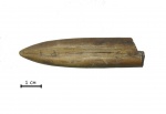 Белемнит Cylindroteuthis