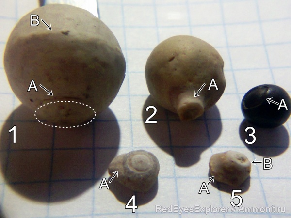 пермь, Crinoidea, Ehinoidea