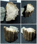 Tylodendron, Фрагмент хвойного растения