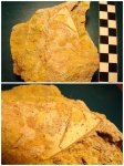 Megistaspis (???) Megistaspis (???)