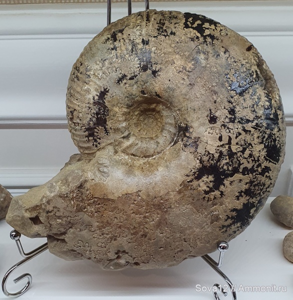 аммониты, апт, Parahoplites