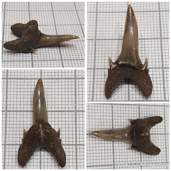 зубы акул, Palaeohypotodus, shark teeth