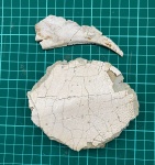 Bothriolepis2