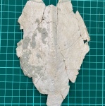 Bothriolepis3