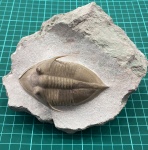 Трилобит Megistaspidella triangularis