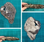 Головной щиток осетра Acipenser gigantissimus?