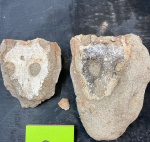 Череп Vladlenosaurus (?) sp. номер 2