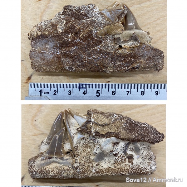 акулы, Striatolamia macrota, хрящевая ткань