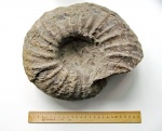 Синегорский аммонит Eupachydiscus