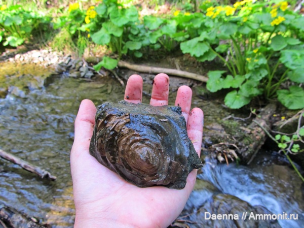 верхний мел, ?, Gastropoda, Сахалин, Patellogastropoda, Upper Cretaceous