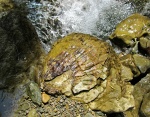 Fortipecten sp.