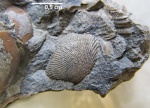 Acila munda