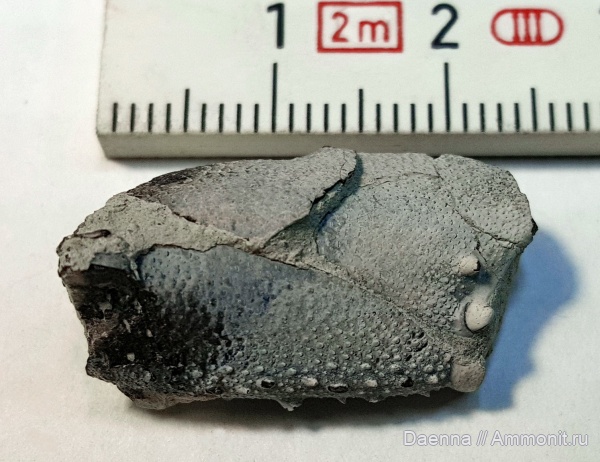 верхний мел, Decapoda, крабы, десятиногие ракообразные, Сахалин, Brachyura, Upper Cretaceous, Palaeocorystidae, Joeranina, Malacostraca