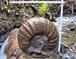 Eupachydiscus haradai