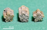 Морские лилии для Аммонита