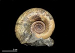 Gaudryceras tenuiliratum