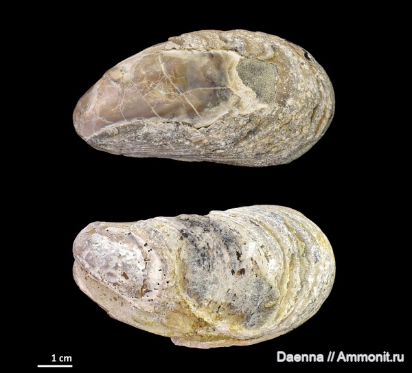 миоцен, двустворчатые моллюски, олигоцен, Сахалин, bivalvia, Mytilidae