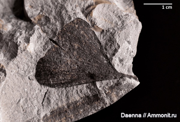 верхний мел, Ginkgoopsida, Сахалин, палеофлора, Gymnospermae, Ginkgoales, Ginkgophyta, Upper Cretaceous