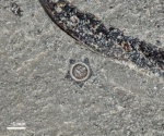 Срез трубки серпулы Pentaditrupa sp.