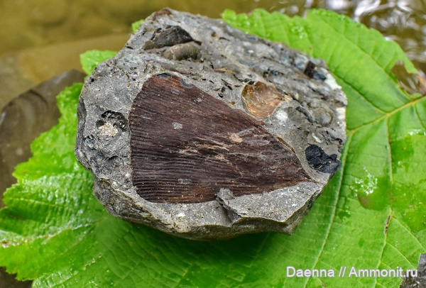 верхний мел, Ginkgoopsida, Сахалин, палеофлора, Gymnospermae, Ginkgoales, Ginkgophyta, Upper Cretaceous