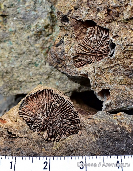кораллы, Anthozoa, шестилучевые кораллы, одиночные кораллы, Сахалин, Scleractinia, Hexacorallia, Upper Cretaceous