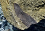 Сегмент листа Nilssonia sp. (?)