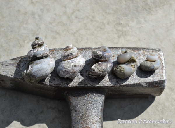 верхний мел, Сахалин, buccinum, Neogastropoda, Buccinidae, Upper Cretaceous