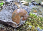 Desmophyllites sp.