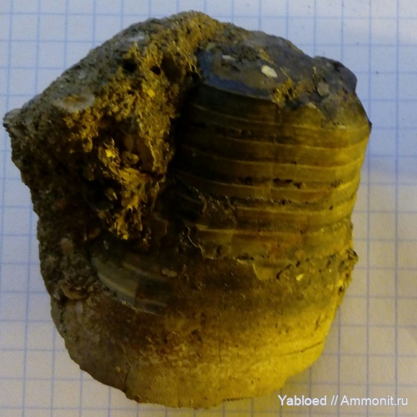 Glebovo, fragmocone, belemnite