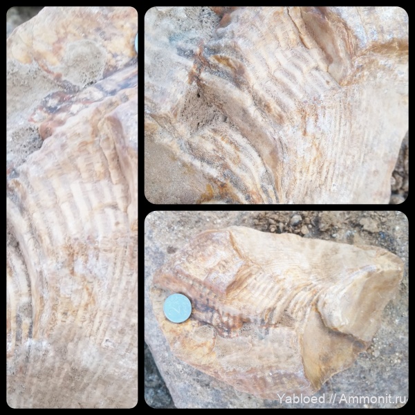 Chaetetes, Carboniferous