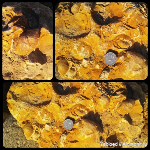 Carboniferous, brachiopoda, Semiplanus, Striatifera