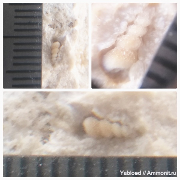 Carboniferous, Gastropoda