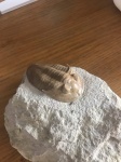Pseudoasaphinus gostilicyensis