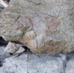 Megistaspidella cf. acuticauda