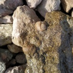Pliomera fischeri (Eichwald, 1825)
