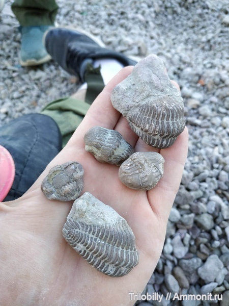Pliomera, Pliomera fischeri, Волхов
